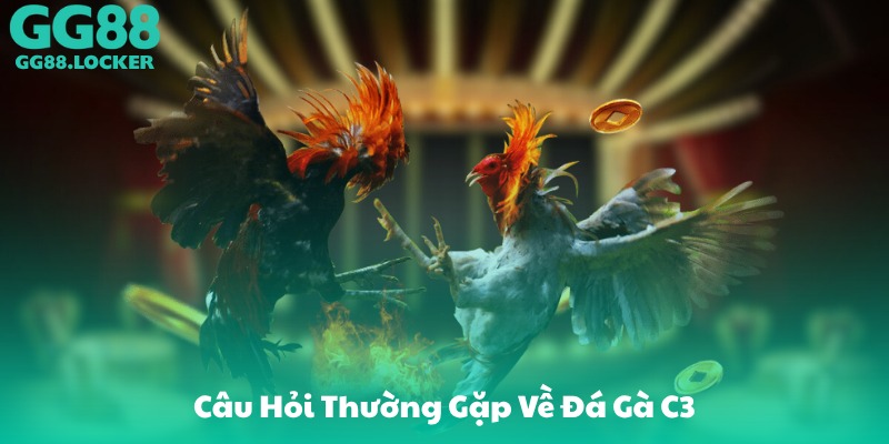 Câu Hỏi Thường Gặp Về Đá Gà C3