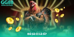 Đá Gà C3 Là Gì?