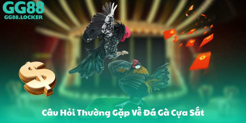 Câu Hỏi Thường Gặp Về Đá Gà Cựa Sắt