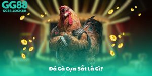 Đá Gà Cựa Sắt Là Gì?